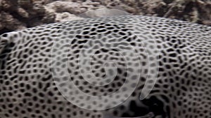 Actinopterygii Puffer boxfish fish with white in corals in search of food underwater.