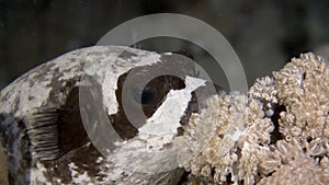 Actinopterygii Puffer boxfish with white in corals in search of food underwater.