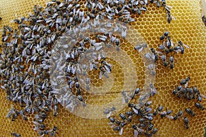 Bees on honeycomb