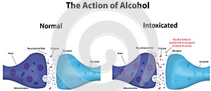 Action of Alcohol