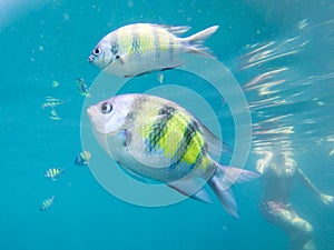 Tourist snorkeling with sergeant fish in the blue thai sea near Ko Ngai, Ko Lanta, Thailand