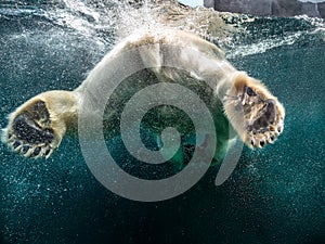 Action closeup of polar bear with big paws swimming undersea with bubbles under the water surface in a wildlife zoo