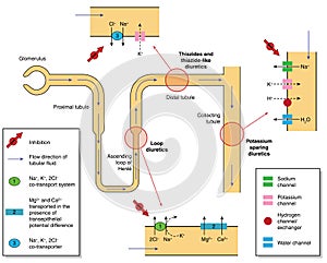 Action of diuretic drugs