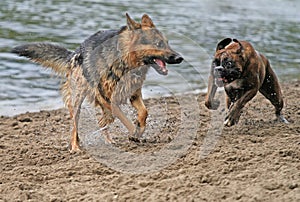 Action dogs