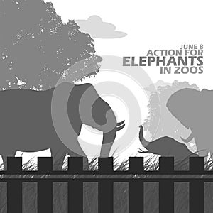 Action for Elephants in Zoos on June 8