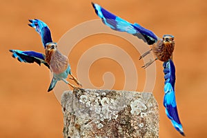 Action fly scene with two birds. Roller from Sri Lanka, Asia. Nice colour light blue bird Indian Roller flight above stone with or