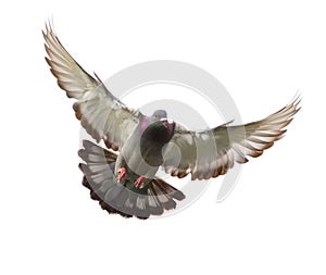 Action of homing pigeon bird approaching to landing on ground is