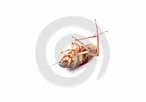 Action image of close-up cockroach isolated on white background