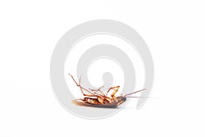 Action image of close-up cockroach isolated on white background.