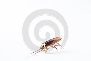 Action image of close-up cockroach isolated on white background.