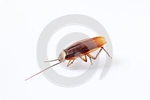 Action image of close-up cockroach isolated on white background.