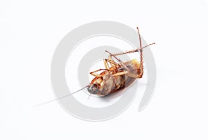 Action image of close-up cockroach isolated on white background.,