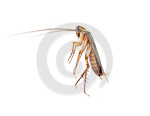 Action image of Cockroaches,