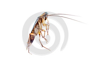 Action image of Cockroaches,