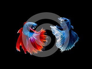 Action and movement of Thai fighting fish on a black background