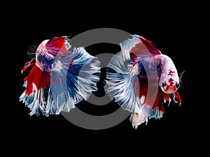 Action and movement of Thai fighting fish on a black background