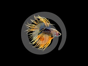Action and movement of Thai fighting fish on a black background, Crowntail Betta