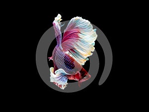 Action and movement of Thai fighting fish on a black background, Halfmoon Betta