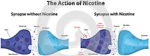 Action of Nicotine