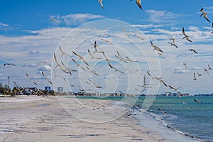 Action photo of a flock of seagulls in flight on the beach