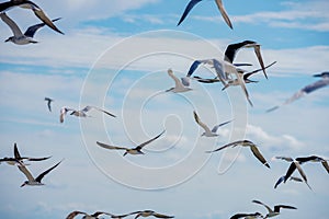 Action photo of a flock of seagulls in flight on the beach