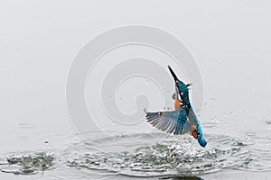 Action photo of a kingfisher coming out from water