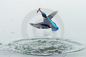 Action photo of a kingfisher coming out from water with fish in its beak after a successful fishing