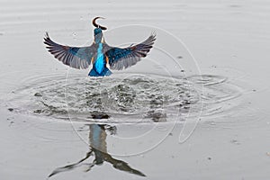 Action photo of a kingfisher coming out from water with fish in its beak after a successful fishing