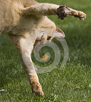 Action photo of a wonderful rusty cat in a dynamic play.