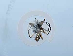 Action photo of Yellow garden spider on a web with prey