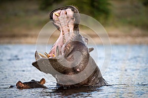 An action portrait of an adult hippo with its mouth wide open