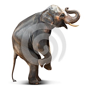 Action posture of young Asian elephant isolated on white background with clipping path