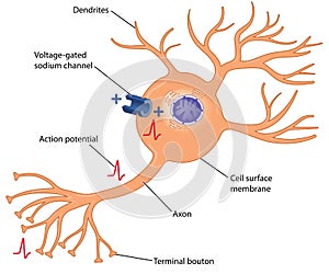 Action potential in a nerve cell