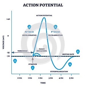 Action potential and neuron membrane spike after stimulus outline diagram photo