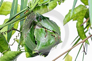Ant nest on the leaves of passion fruit plant.