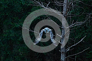Action scene from the forest with owl. Flying Great Grey Owl, Strix nebulosa, above green spruce tree with orange dark forest back