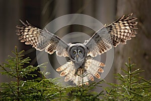 Action scene from the forest with owl. Flying Great Grey Owl, Strix nebulosa, above green spruce tree with orange dark forest back