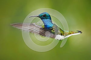 Action scene from nature, hummingbird in fly. Hummingbird in the forest. Flying blue and white hummingbird White-necked Jacobin.