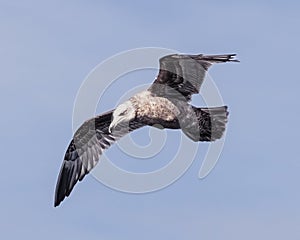 Action scene of a Ring-billed Seagull (Larus delawarensis) flying over Setauket Harbor, New York.