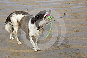 An action shot of a Springer Spaniel dog playing on a sandy beach