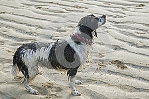 An action shot of a Springer Spaniel dog playing on a sandy beach