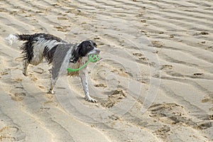 An action shot of a Springer Spaniel dog playing on a sandy beach