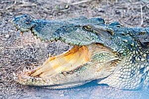 Action of Siamese crocodile in nature