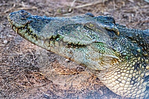Action of Siamese crocodile in nature