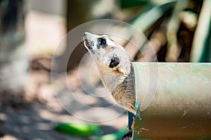 Action of Slender Tailed Meerkat