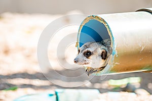 Action of Slender Tailed Meerkat