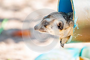 Action of Slender Tailed Meerkat