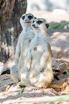 Action of Slender Tailed Meerkat