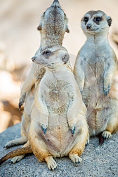 Action of Slender Tailed Meerkat