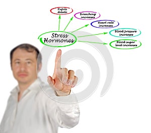 actions of stress hormones